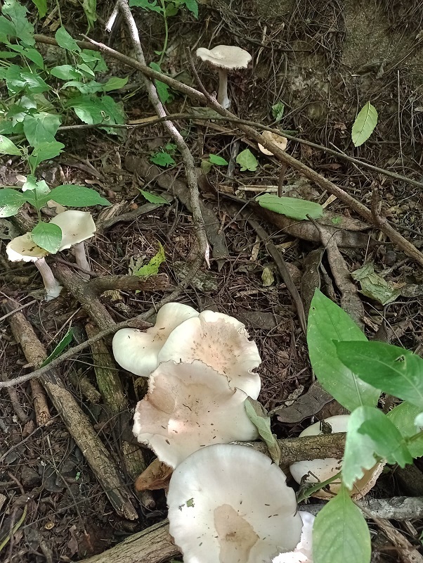 The valuable natural treasure protected by El Morado.